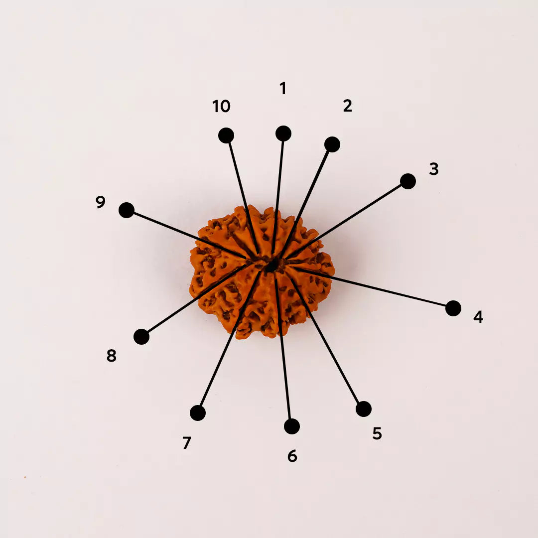 Original 10 Mukhi Nepali Rudraksha