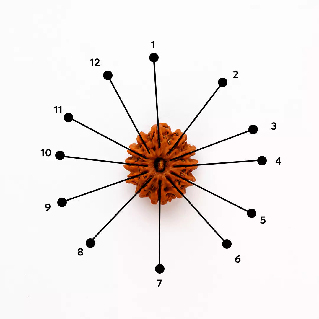 Orginal 12 Mukhi Nepali Rudraksha