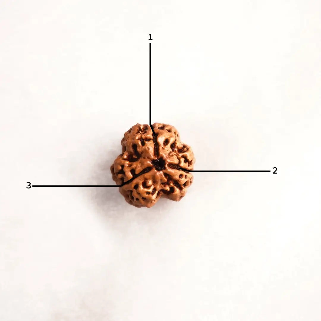 Rudraksha 3 Mukhi