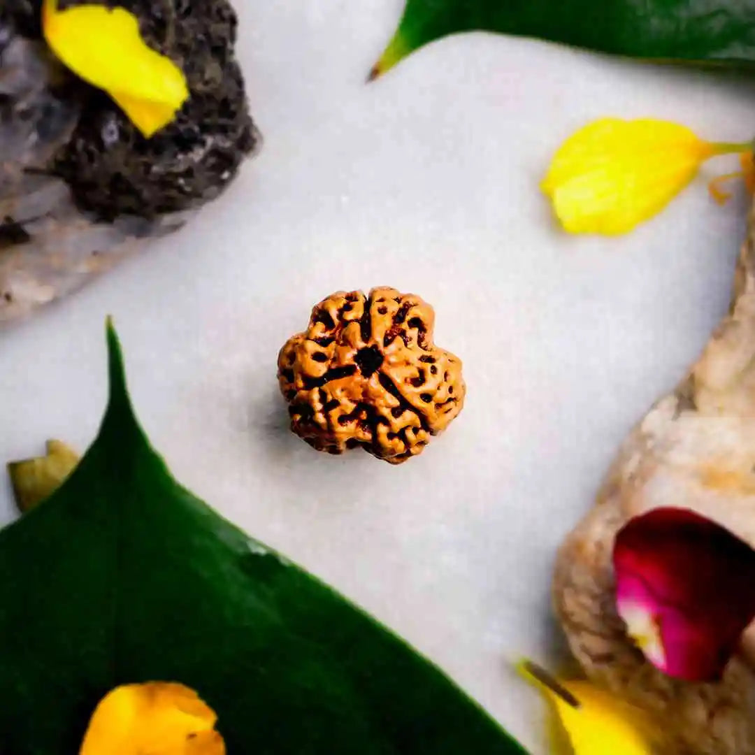 3 Mukhi Rudraksha