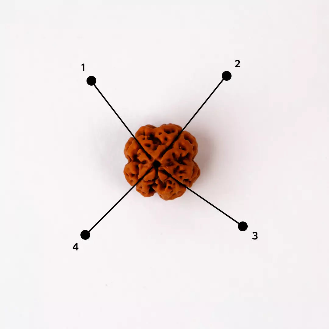 Original 4 Mukhi Nepali Rudraksha