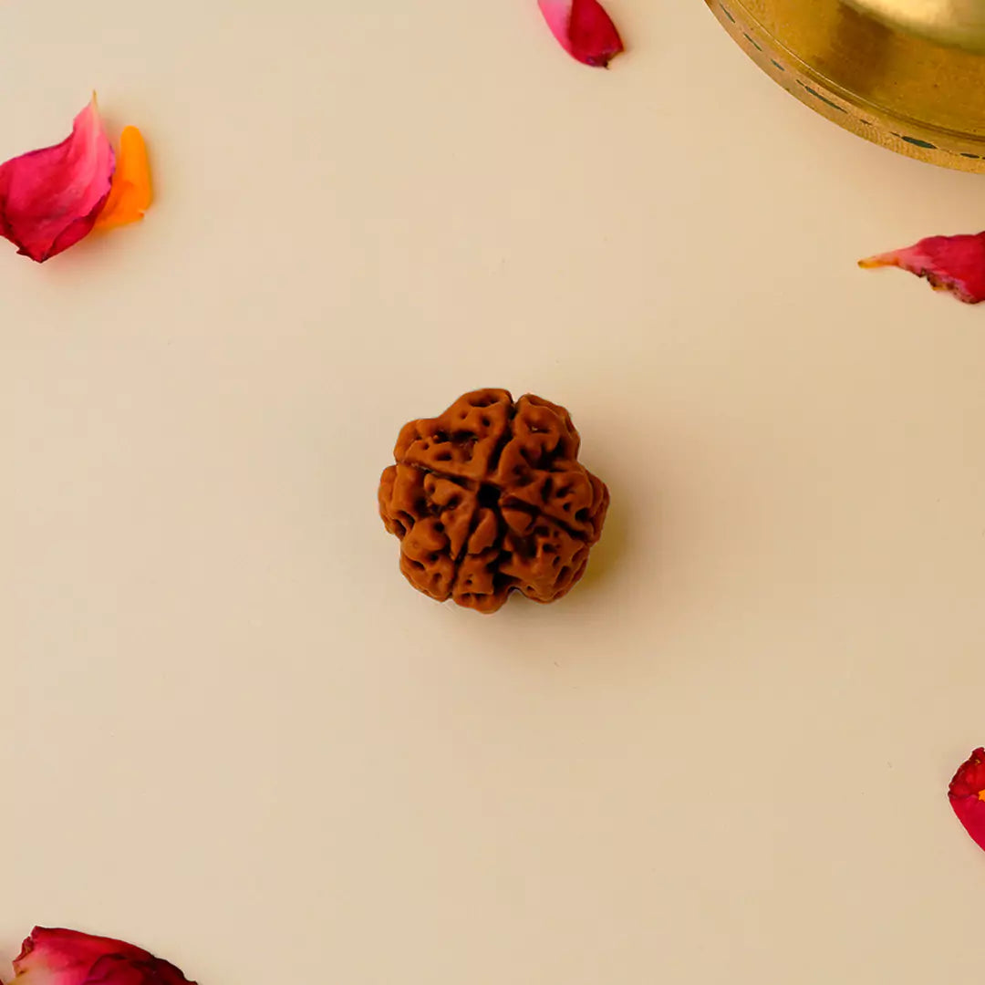 Original 4 Mukhi Nepali Rudraksha