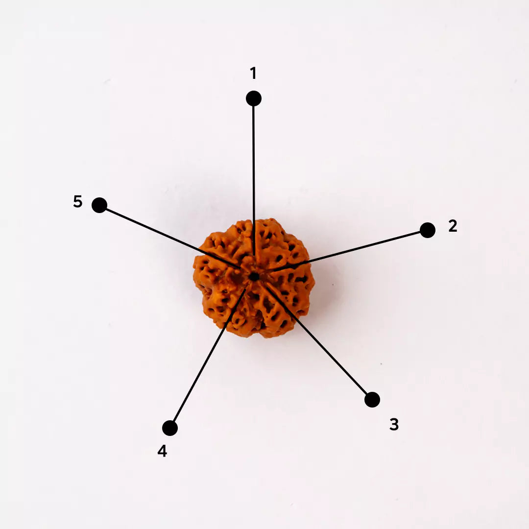 Original 5 Mukhi Nepali Rudraksha | Daivik Cart
