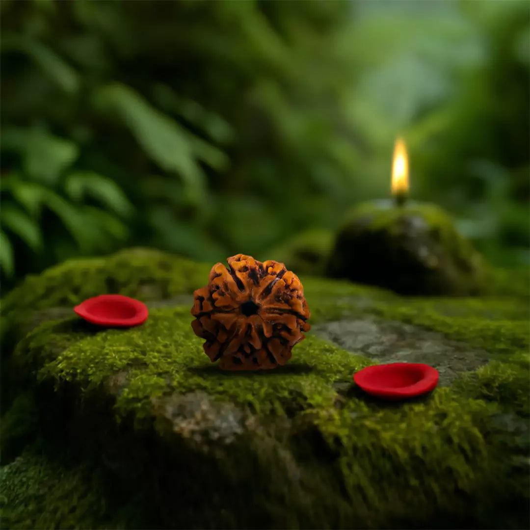 Original 6 Mukhi Nepali Rudraksha
