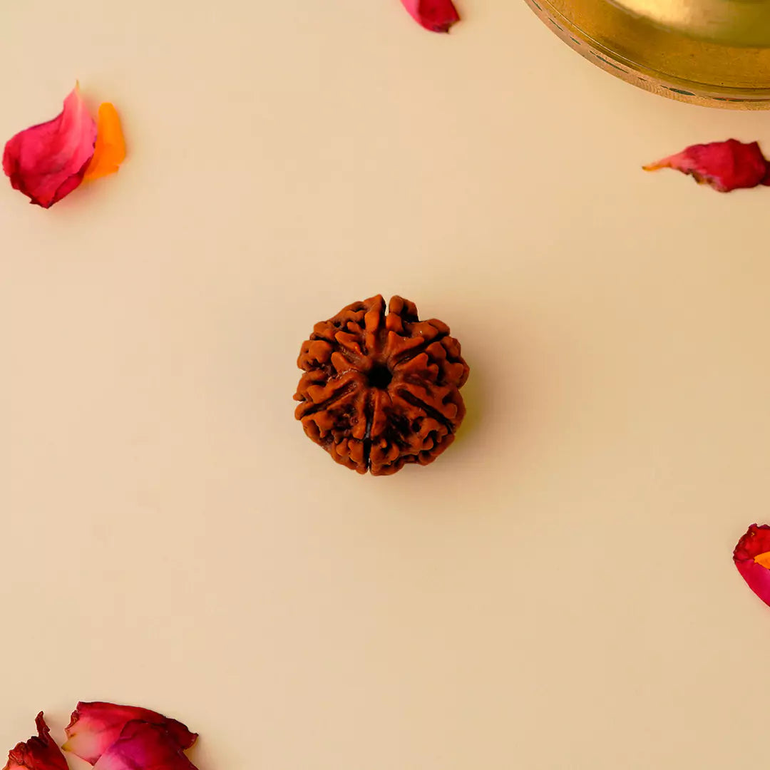 Original 6 Mukhi Nepali Rudraksha