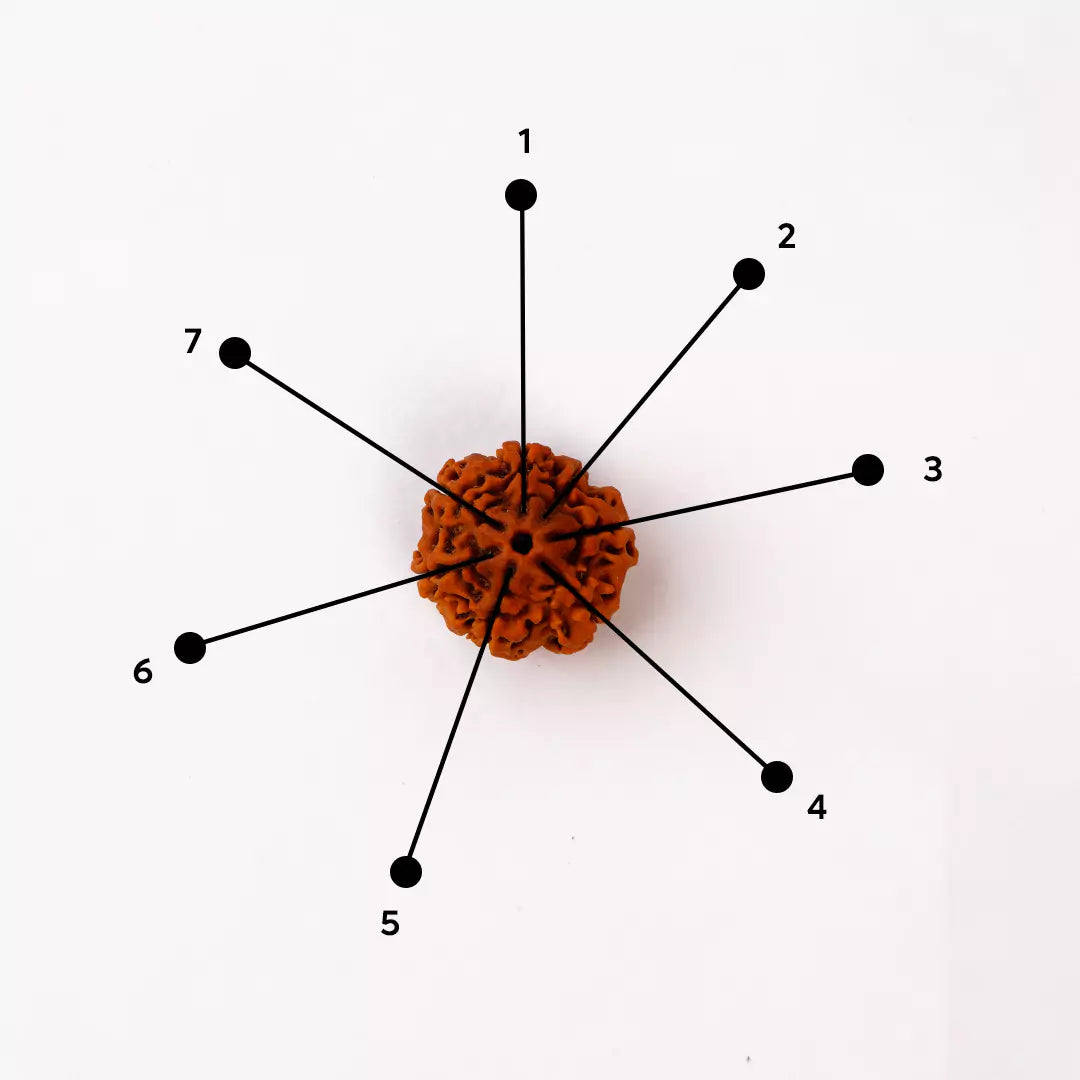 Original 7 Mukhi Nepali Rudraksha