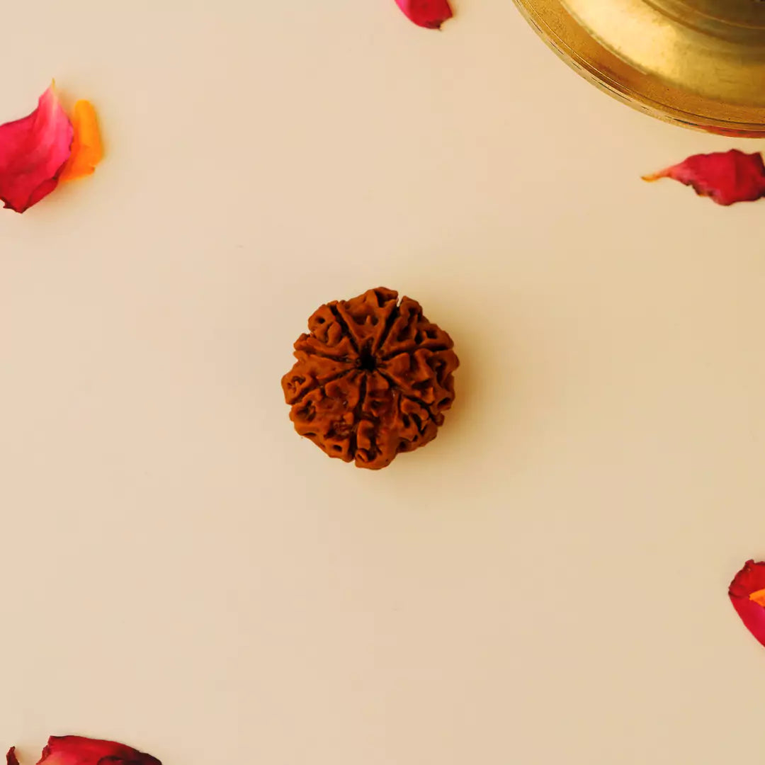 Original 7 Mukhi Nepali Rudraksha