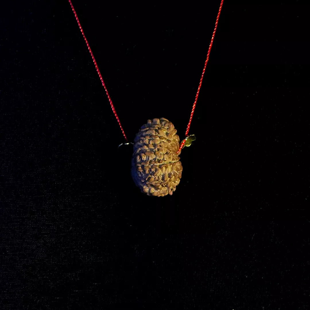 14 Mukhi Nepali Rudraksha