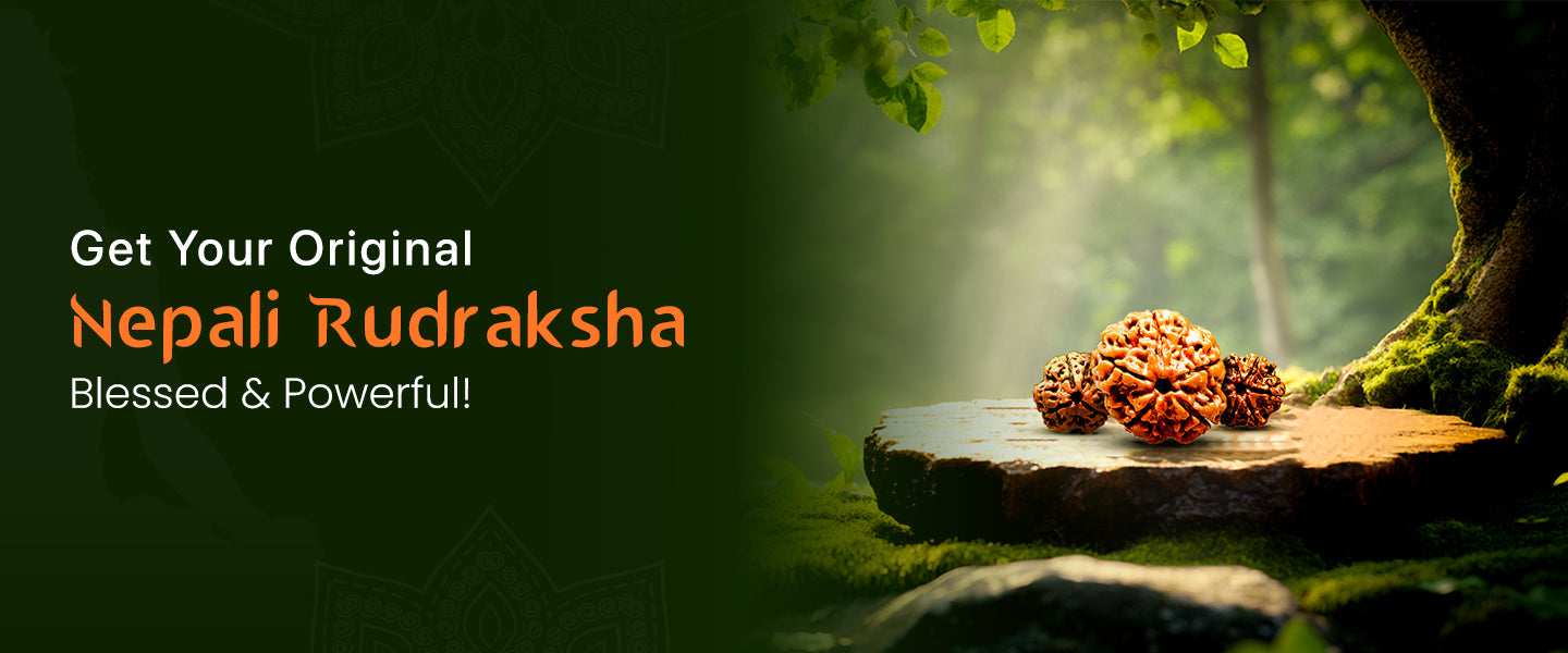 Nepali Rudraksha