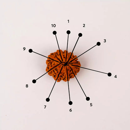 Original 10 Mukhi Nepali Rudraksha