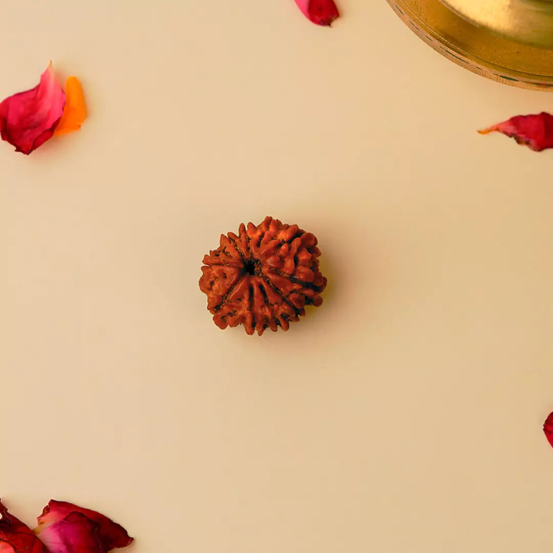 Original 10 Mukhi Nepali Rudraksha
