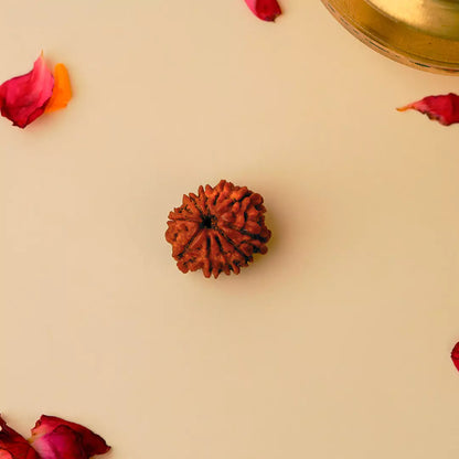 Original 10 Mukhi Nepali Rudraksha