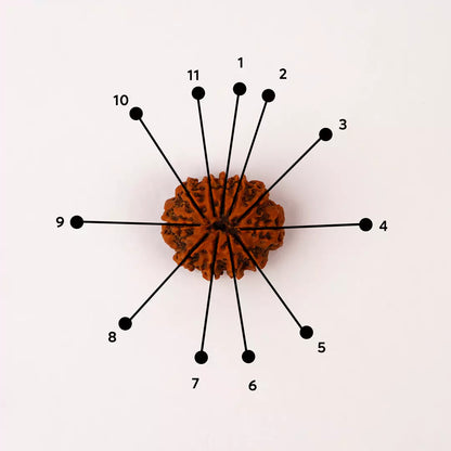 Orginal 11 Mukhi Nepali Rudraksha