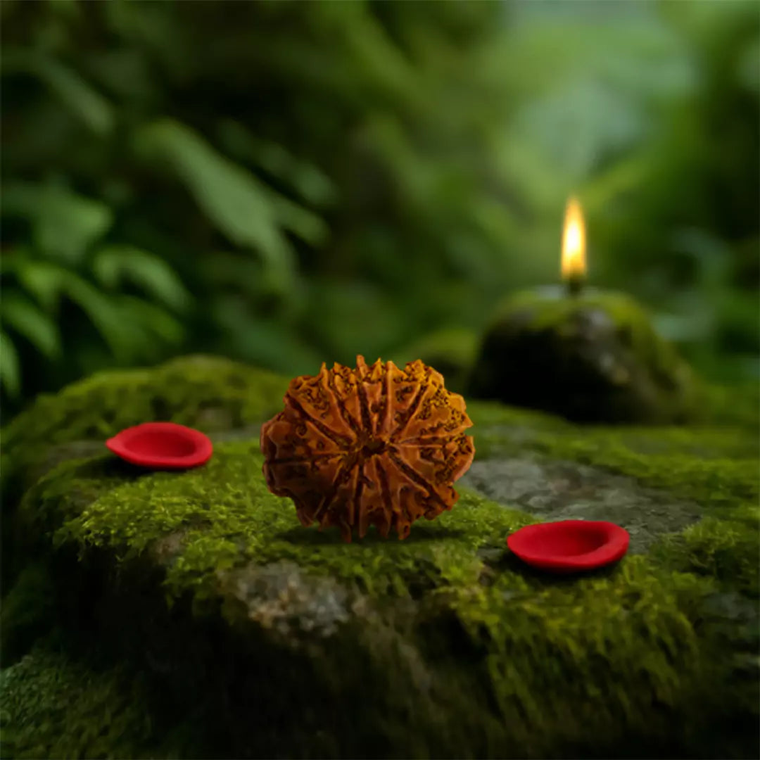 Orginal 11 Mukhi Nepali Rudraksha