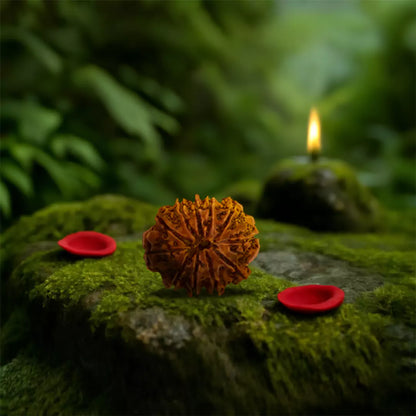 Orginal 11 Mukhi Nepali Rudraksha