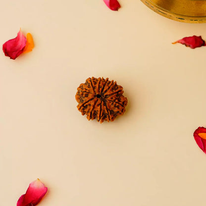 Orginal 11 Mukhi Nepali Rudraksha