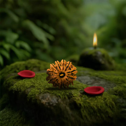 Orginal 12 Mukhi Nepali Rudraksha