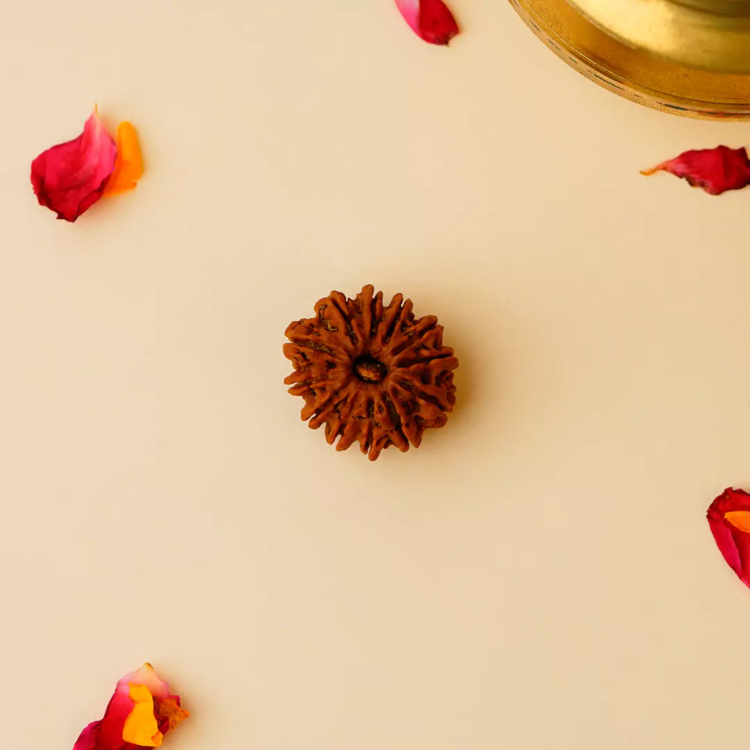Orginal 12 Mukhi Nepali Rudraksha