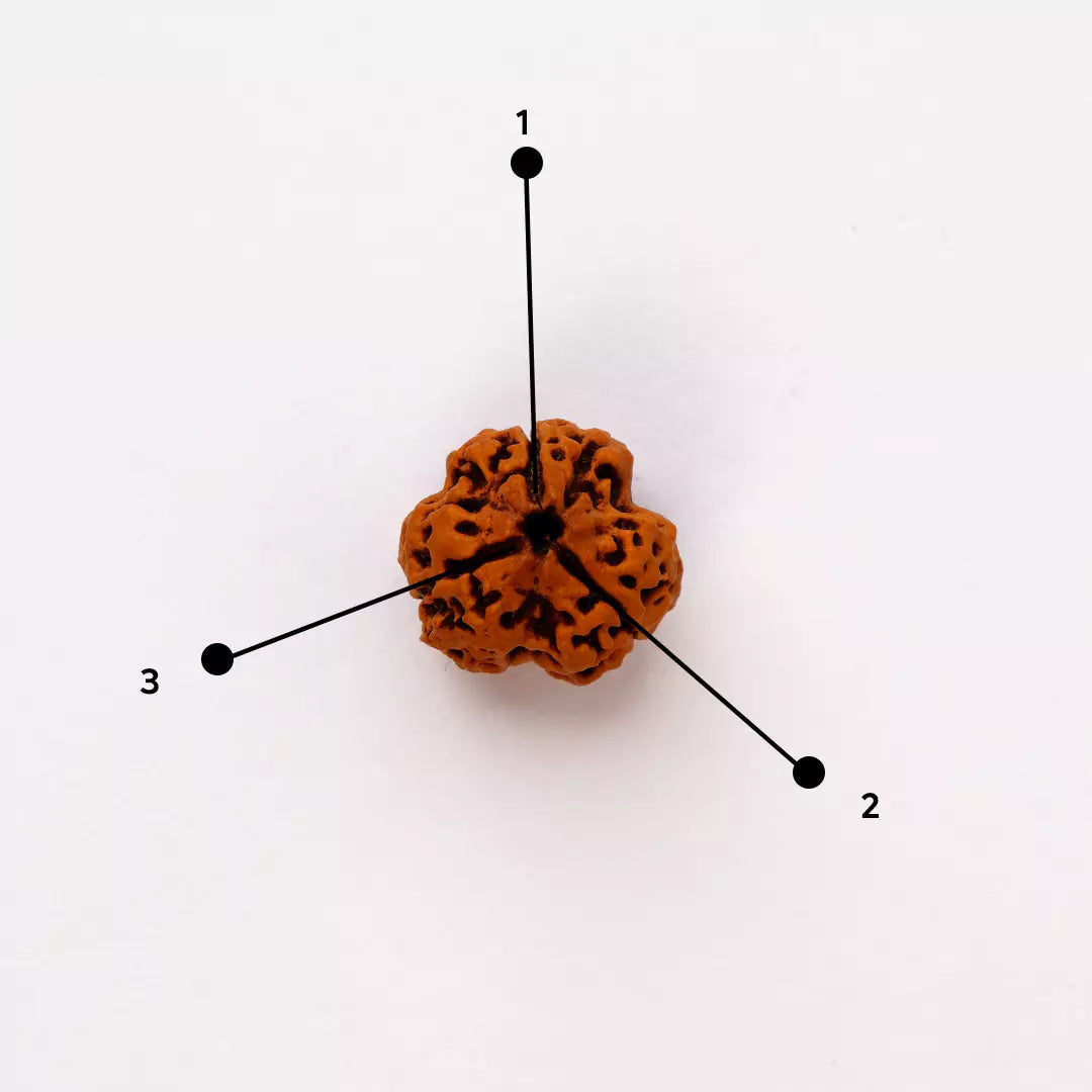 Original 3 Mukhi Nepali Rudraksha