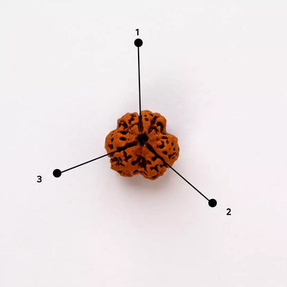 Original 3 Mukhi Nepali Rudraksha