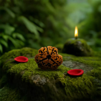 Original 3 Mukhi Nepali Rudraksha