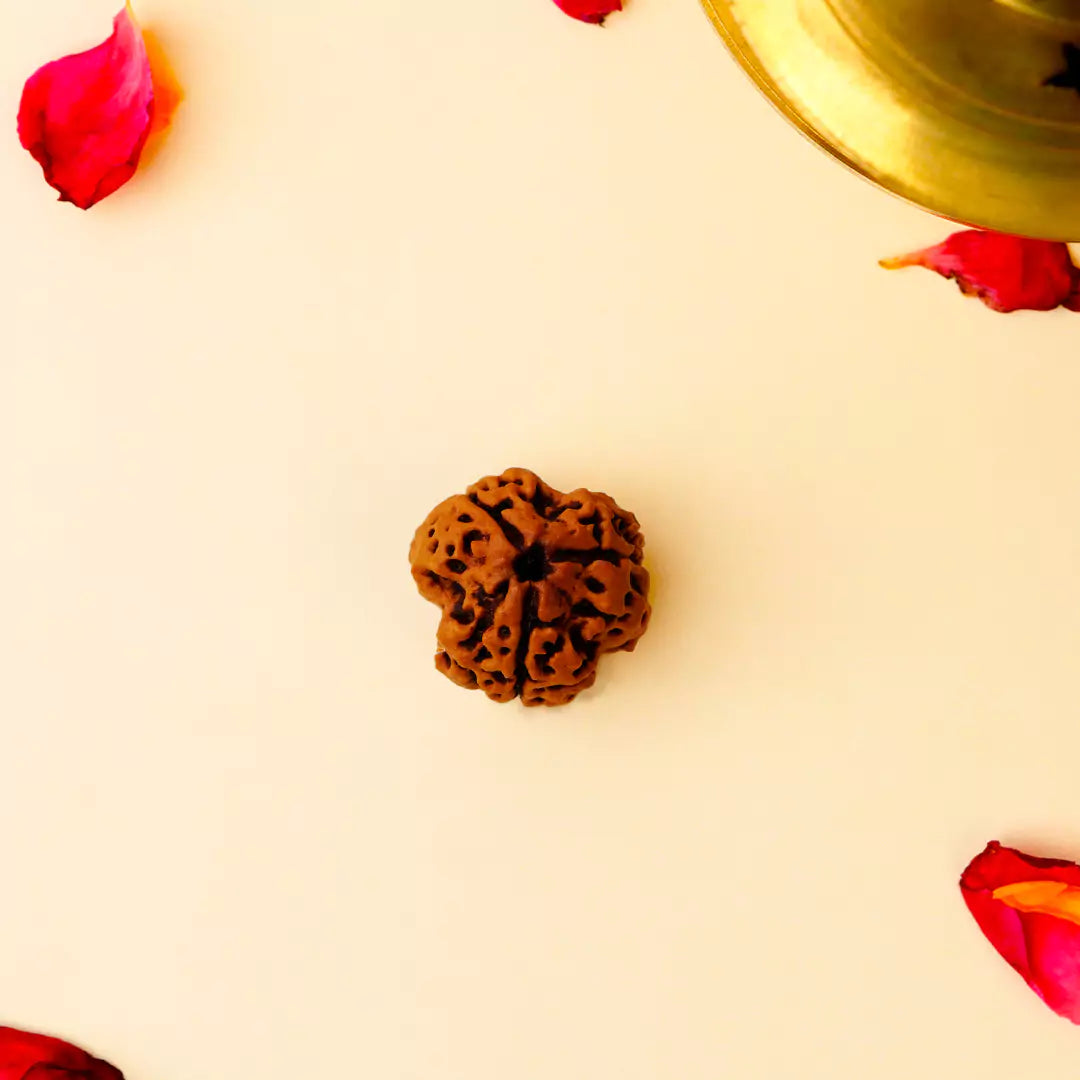 Original 3 Mukhi Nepali Rudraksha