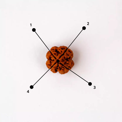 Original 4 Mukhi Nepali Rudraksha