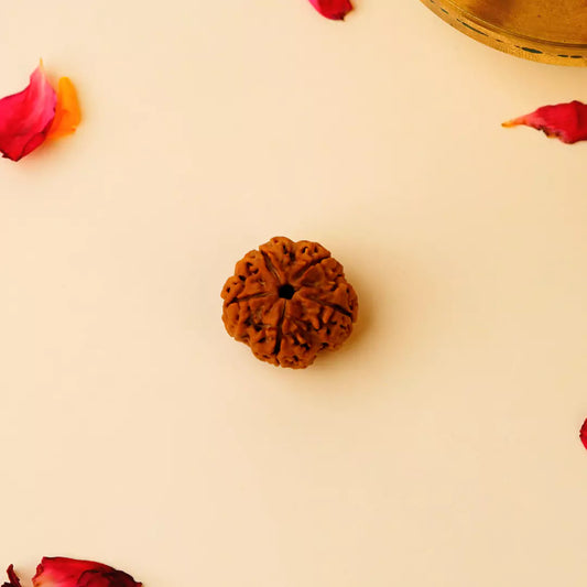 Original 5 Mukhi Nepali Rudraksha | Daivik Cart