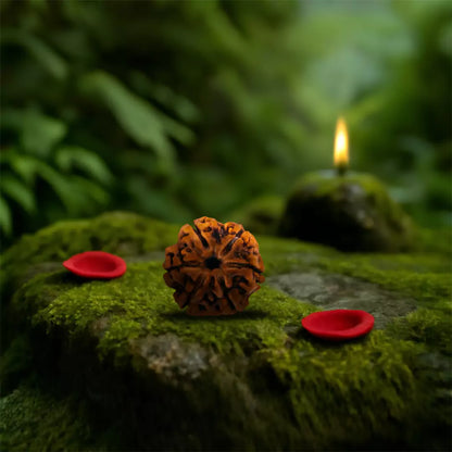Original 6 Mukhi Nepali Rudraksha