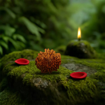 Original 8 Mukhi Nepali Rudraksha