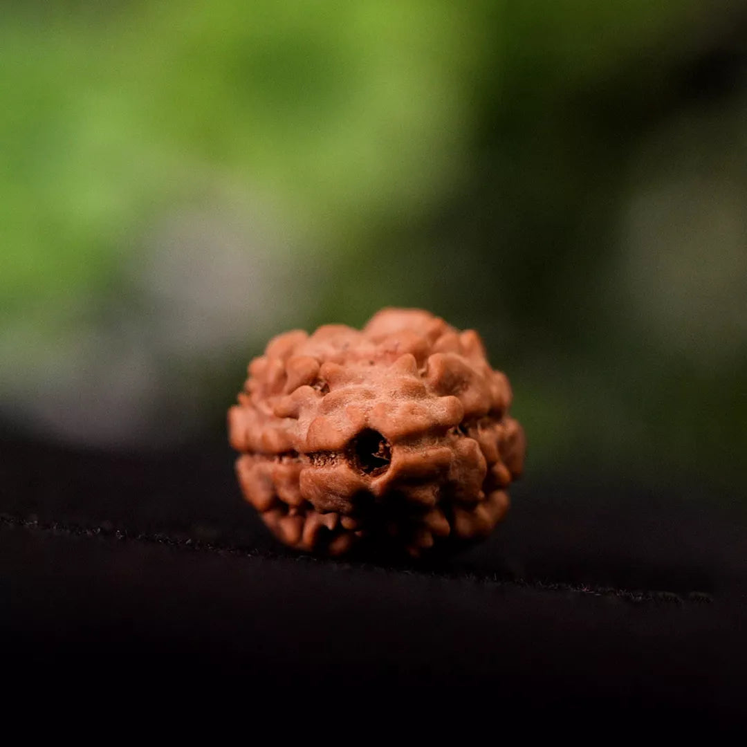 2 Mukhi Nepali Rudraksha