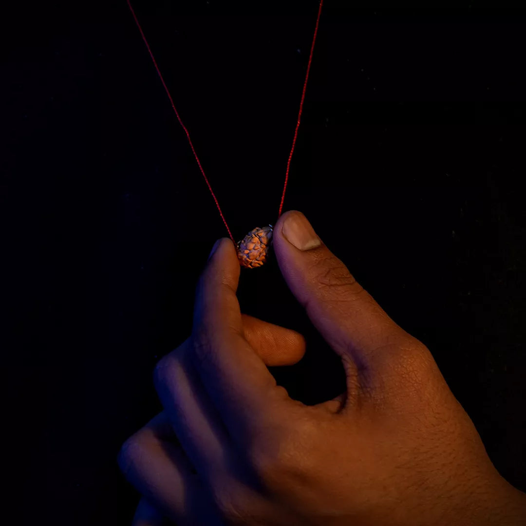 2 Mukhi Nepali Rudraksha