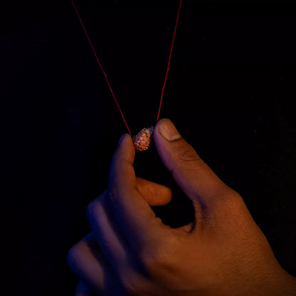 2 Mukhi Nepali Rudraksha