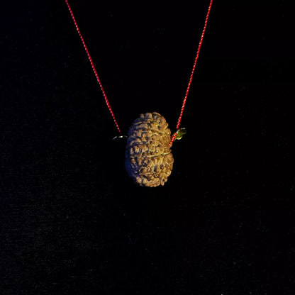 14 Mukhi Nepali Rudraksha