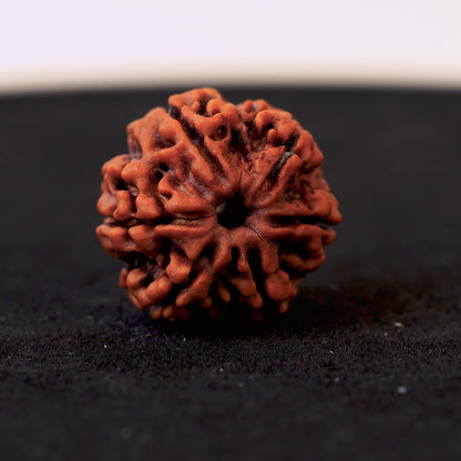 Original 6 Mukhi Nepali Rudraksha