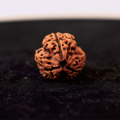 Original 3 Mukhi Nepali Rudraksha