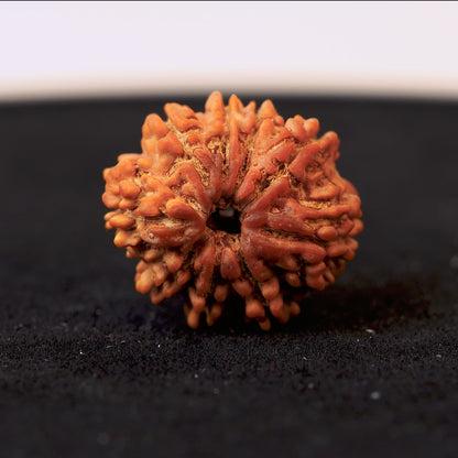 Original 9 Mukhi Nepali Rudraksha
