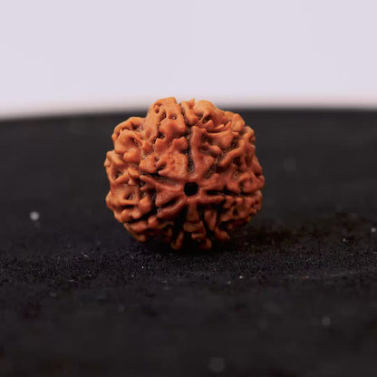 Original 7 Mukhi Nepali Rudraksha