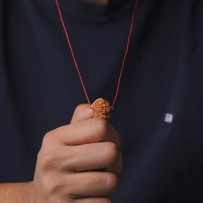 Original 7 Mukhi Nepali Rudraksha