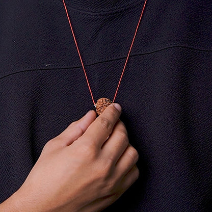 Orginal 11 Mukhi Nepali Rudraksha