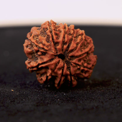 Orginal 11 Mukhi Nepali Rudraksha