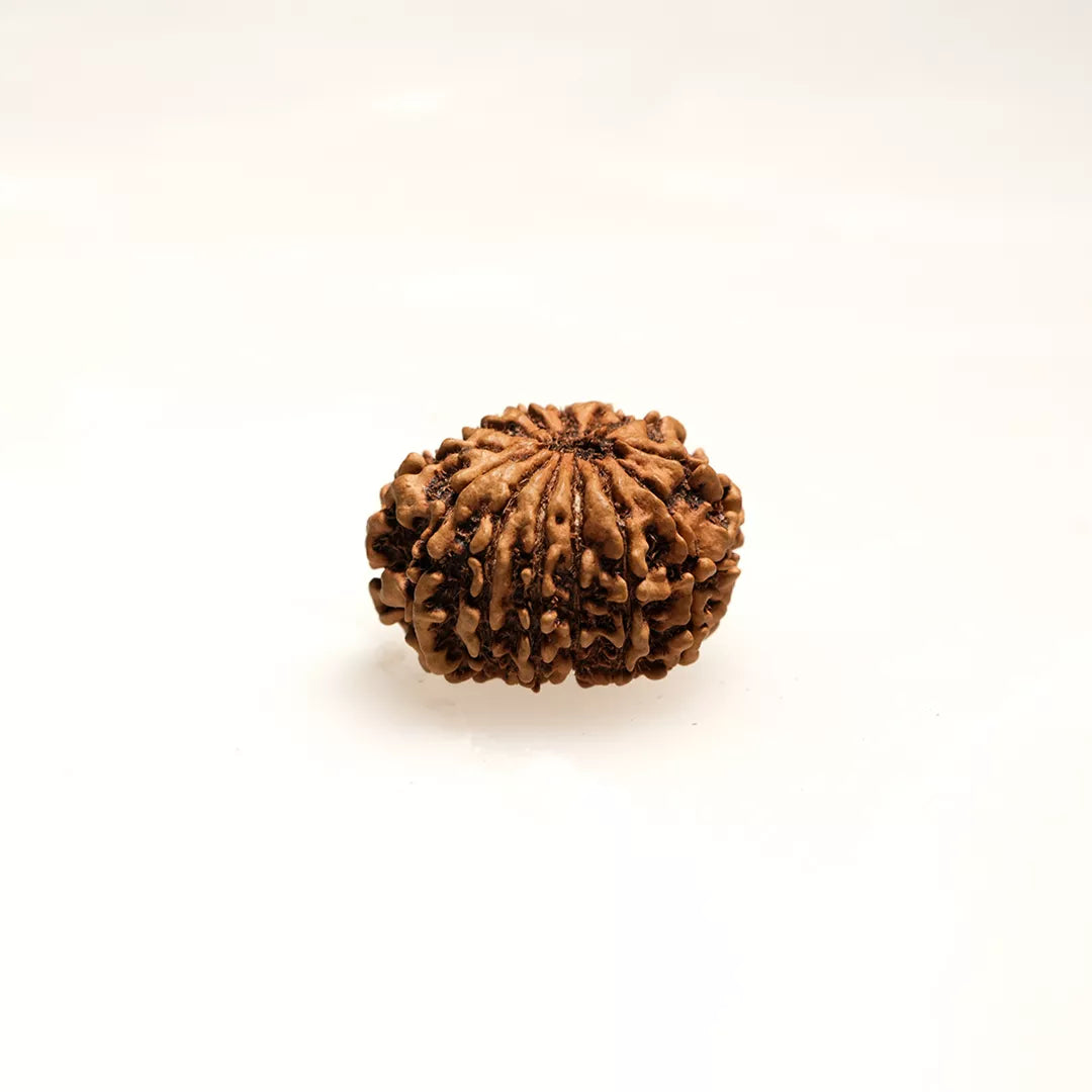 13 Mukhi Nepali Rudraksha