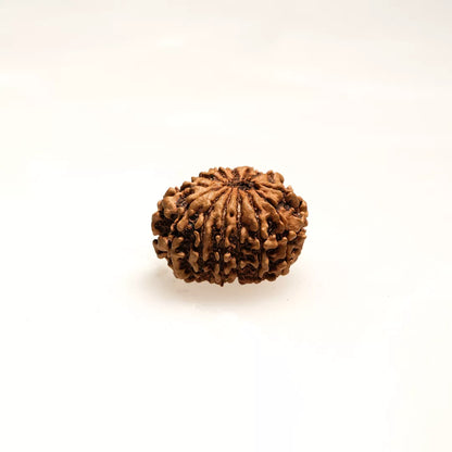 13 Mukhi Nepali Rudraksha