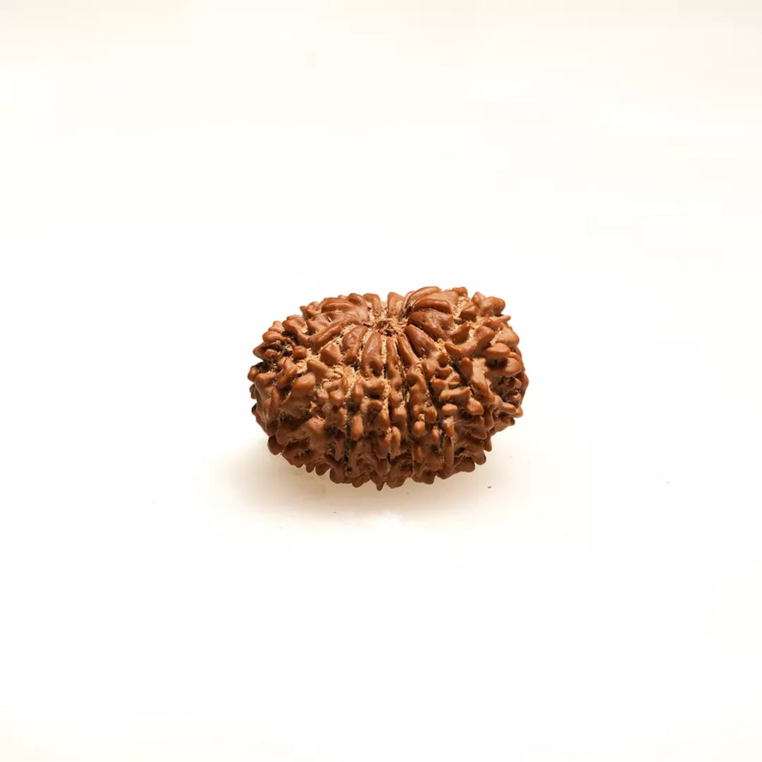 14 Mukhi Nepali Rudraksha