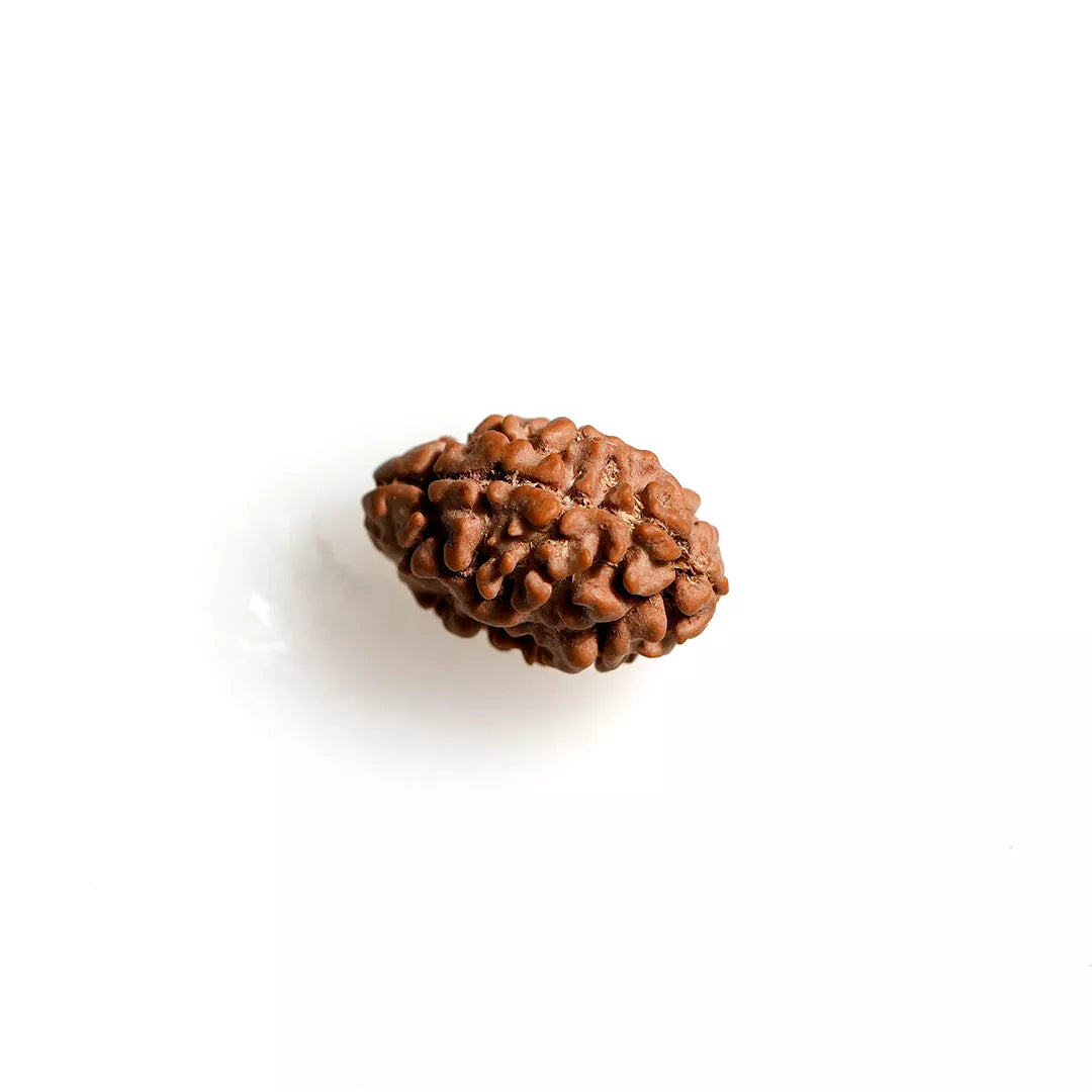 2 Mukhi Nepali Rudraksha
