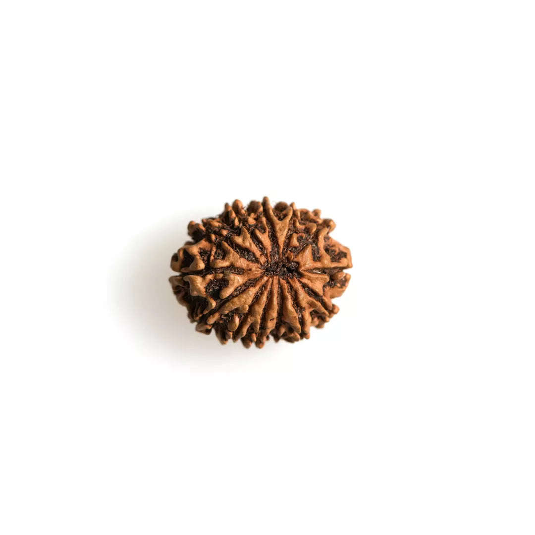 13 Mukhi Nepali Rudraksha