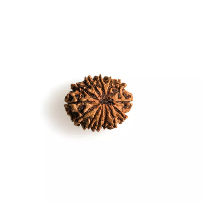 13 Mukhi Nepali Rudraksha