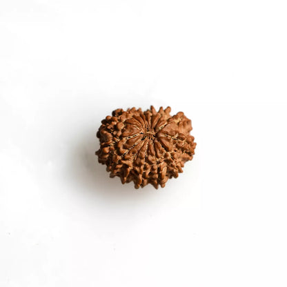 14 Mukhi Nepali Rudraksha